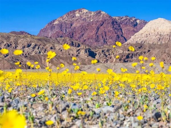 早春第一批开花的植物 为什么花朵大多是黄色的 早春开花的植物为什么花朵大多是黄色 第4张 早春第一批开花的植物 为什么花朵大多是黄色的 早春开花的植物为什么花朵大多是黄色 第4张