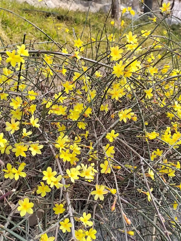 早春第一批开花的植物 为什么花朵大多是黄色的 早春开花的植物为什么花朵大多是黄色 第3张 早春第一批开花的植物 为什么花朵大多是黄色的 早春开花的植物为什么花朵大多是黄色 第3张