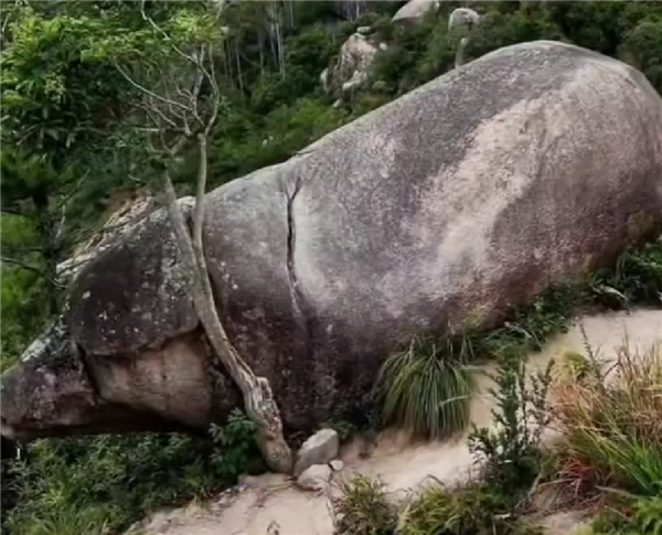 福建一景区出现千年石猪：网友戏称太像二师兄了 千年石猪 第1张