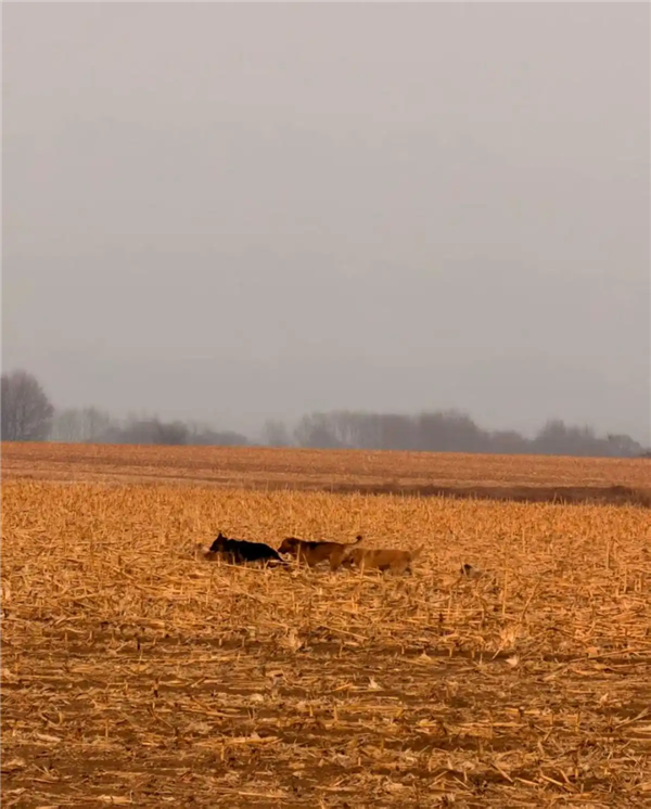 7只狗狗上演大逃亡：本以为是自救励志片 结果是为爱离家出走 7只狗狗上演大逃亡 第4张