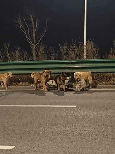 7只狗狗上演大逃亡：本以为是自救励志片 结果是为爱离家出走 7只狗狗上演大逃亡 第3张