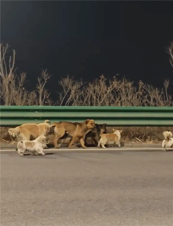 7只狗狗上演大逃亡：本以为是自救励志片 结果是为爱离家出走 7只狗狗上演大逃亡 第1张