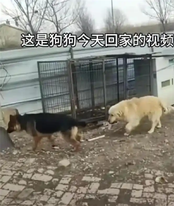 7只狗狗上演大逃亡：本以为是自救励志片 结果是为爱离家出走 7只狗狗上演大逃亡 第6张