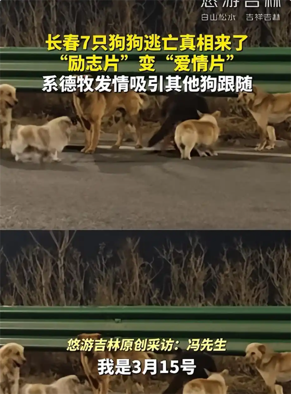 7只狗狗上演大逃亡：本以为是自救励志片 结果是为爱离家出走 7只狗狗上演大逃亡 第5张