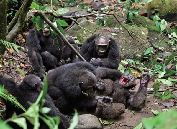 为什么灵长类动物打架时 那么喜欢攻击对手的睾丸 灵长类动物打架 第2张