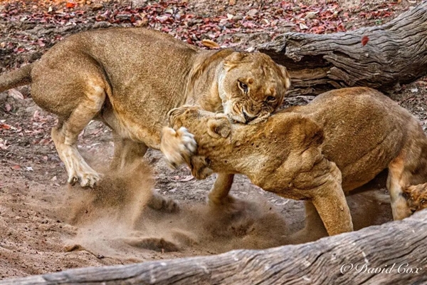 为什么灵长类动物打架时 那么喜欢攻击对手的睾丸 灵长类动物打架 第5张