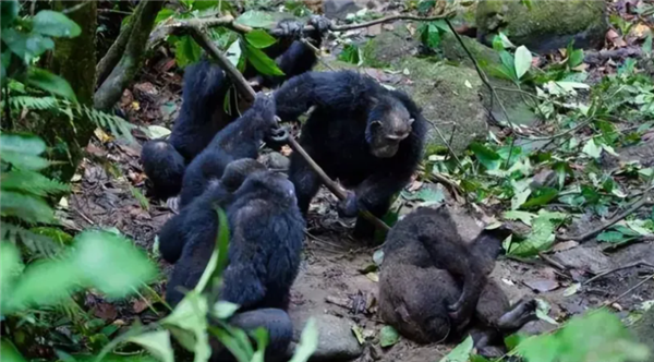 为什么灵长类动物打架时 那么喜欢攻击对手的睾丸 灵长类动物打架 第6张