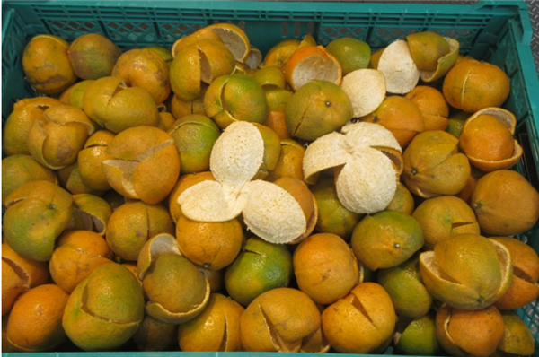 陈皮不就是晒干的橘子皮吗 为啥卖那么贵!