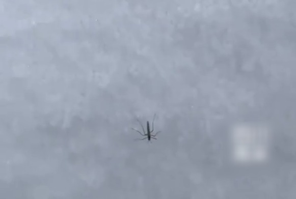 在海拔4700米雪山发现了活蚊子 当事人：很惊讶