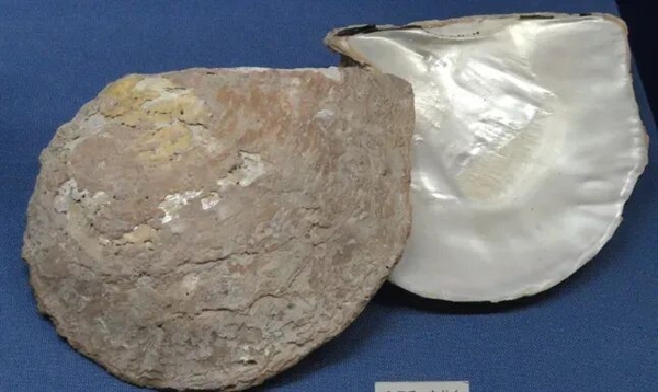 核电站搞出新副业 竟然是产珍珠！ 核电站 珍珠 第2张