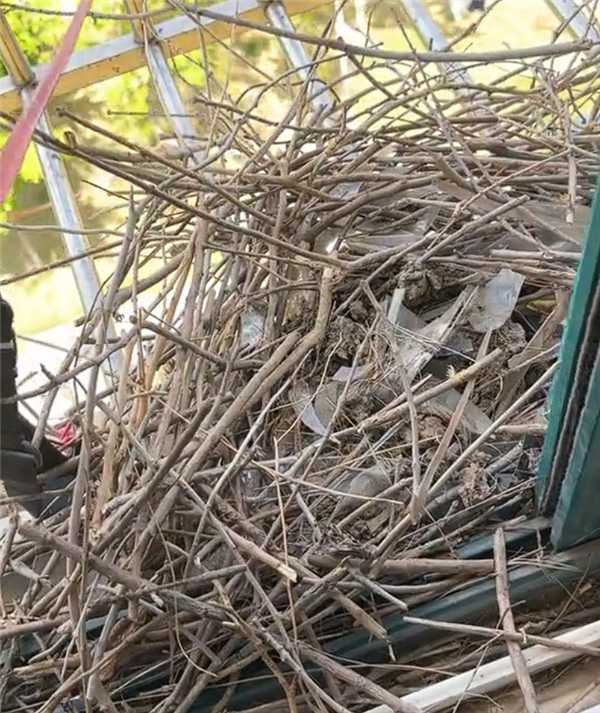 智商最高的鸟类之一！男子拆鸟窝遭喜鹊叼垃圾封窗报复 男子拆鸟窝遭喜鹊叼垃圾封窗报复 第1张