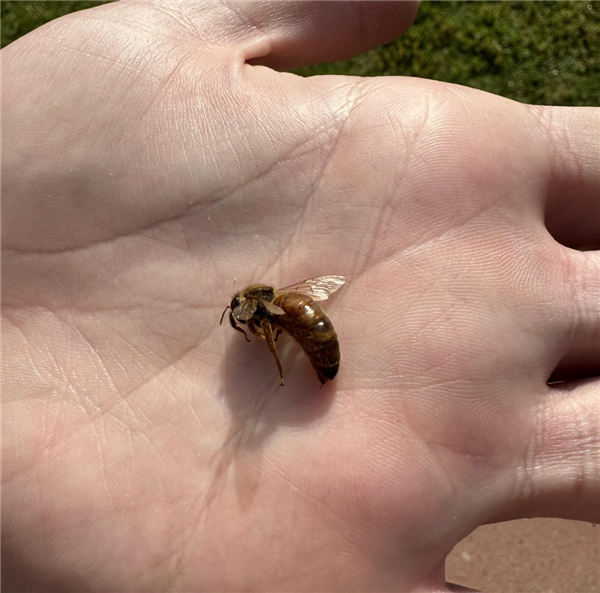 窗门未关仅15分钟 车里出现拳头大蜂巢！蜜蜂搬家时看上这车了 拳头大蜂巢 第8张